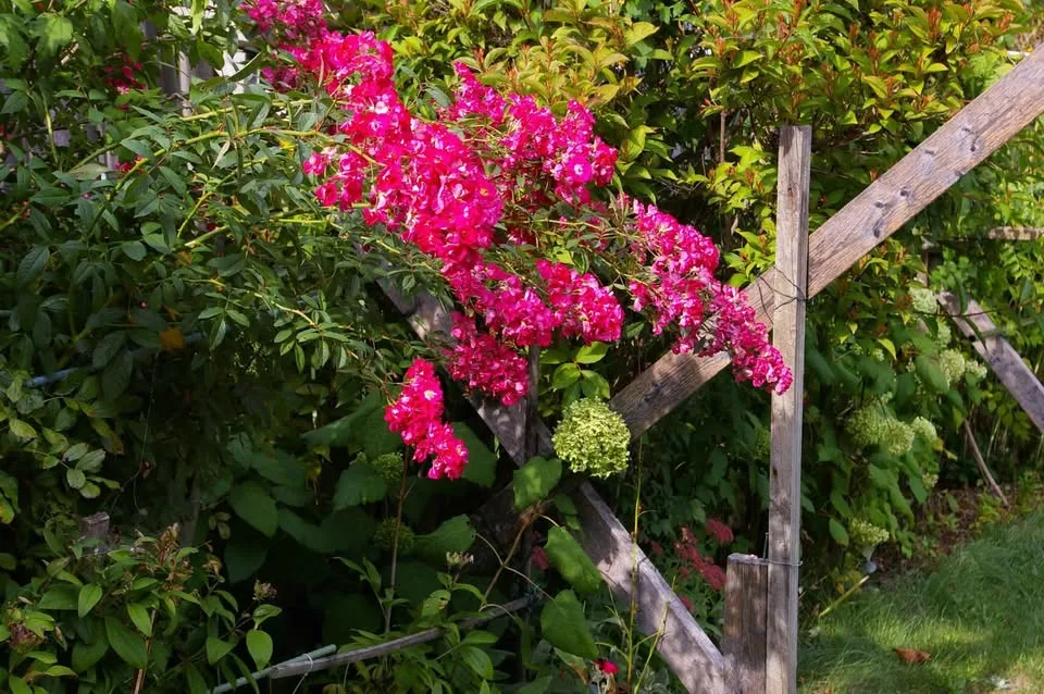 Pentax K100 D 6.1MP Digital SLR Camera with Pentax 18-55 lens image indicator(5)