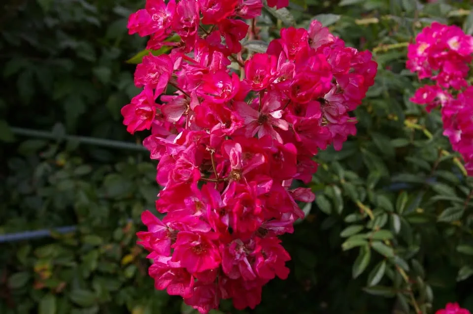 Pentax K100 D 6.1MP Digital SLR Camera with Pentax 18-55 lens image indicator(7)