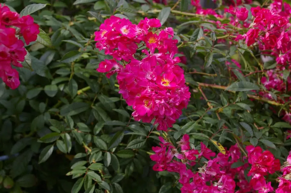 Pentax K100 D 6.1MP Digital SLR Camera with Pentax 18-55 lens image indicator(8)