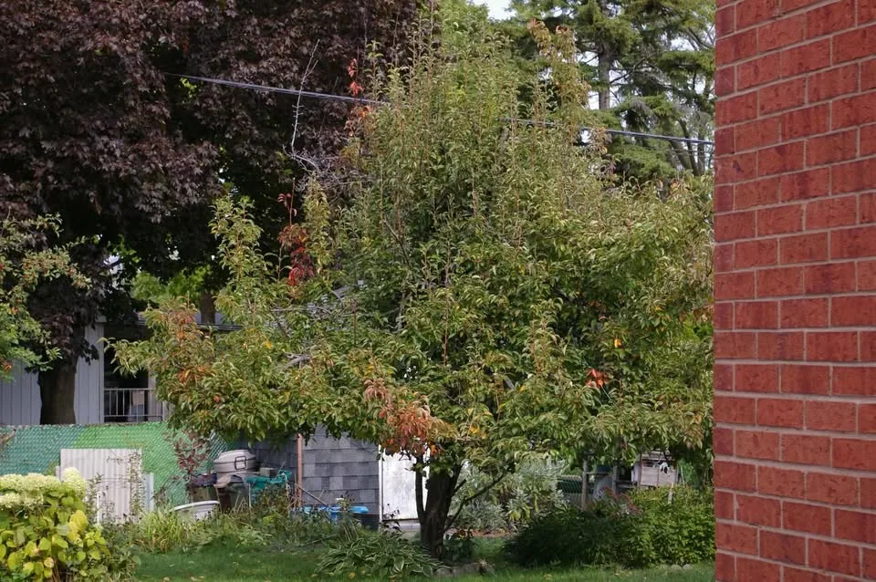 Pentax K100 D 6.1MP Digital SLR Camera with Pentax 18-55 lens image indicator(9)