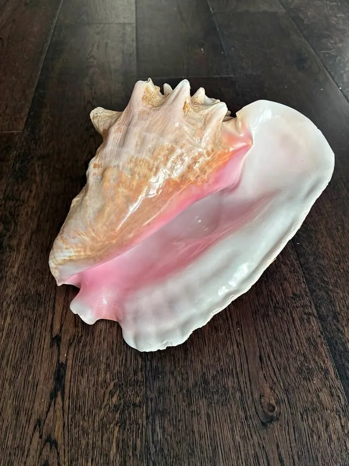 Conch Shell thumbnail