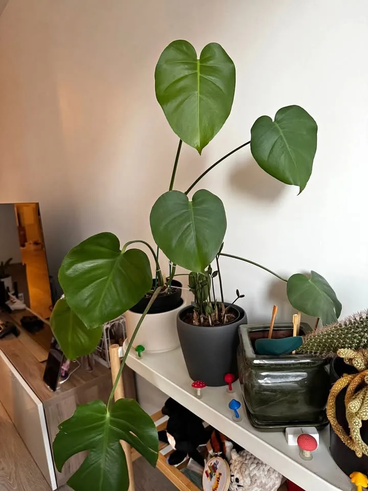 Monstera plant