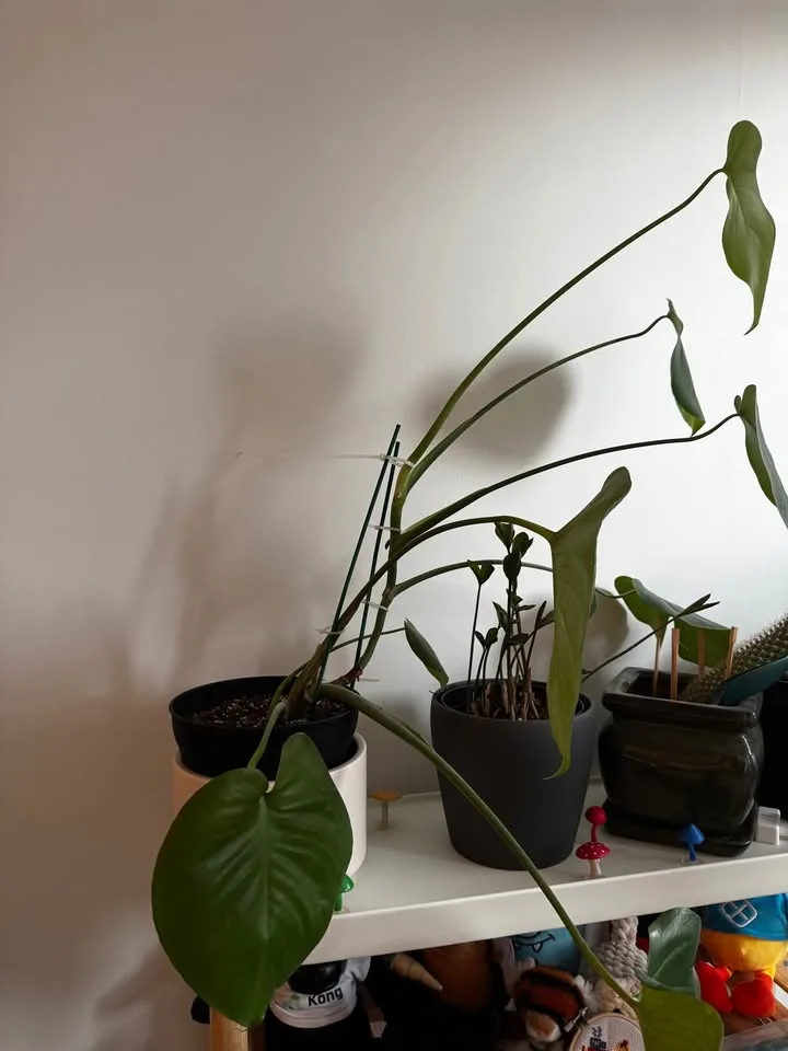 Monstera plant image indicator(2)