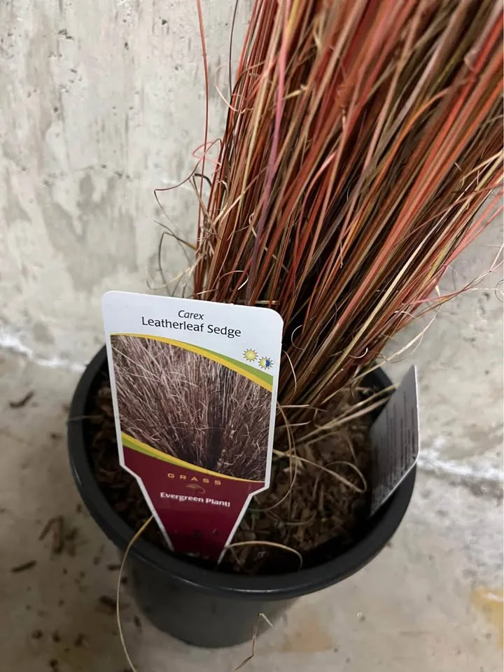 Leatherleaf sedge image indicator(2)