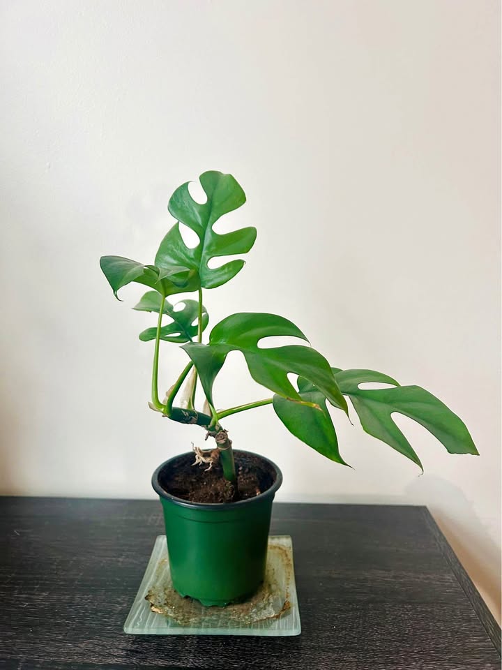 Mini Monstera-Rhaphidophora Tetrasperma