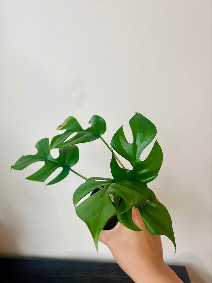Mini Monstera-Rhaphidophora Tetrasperma - photo 2