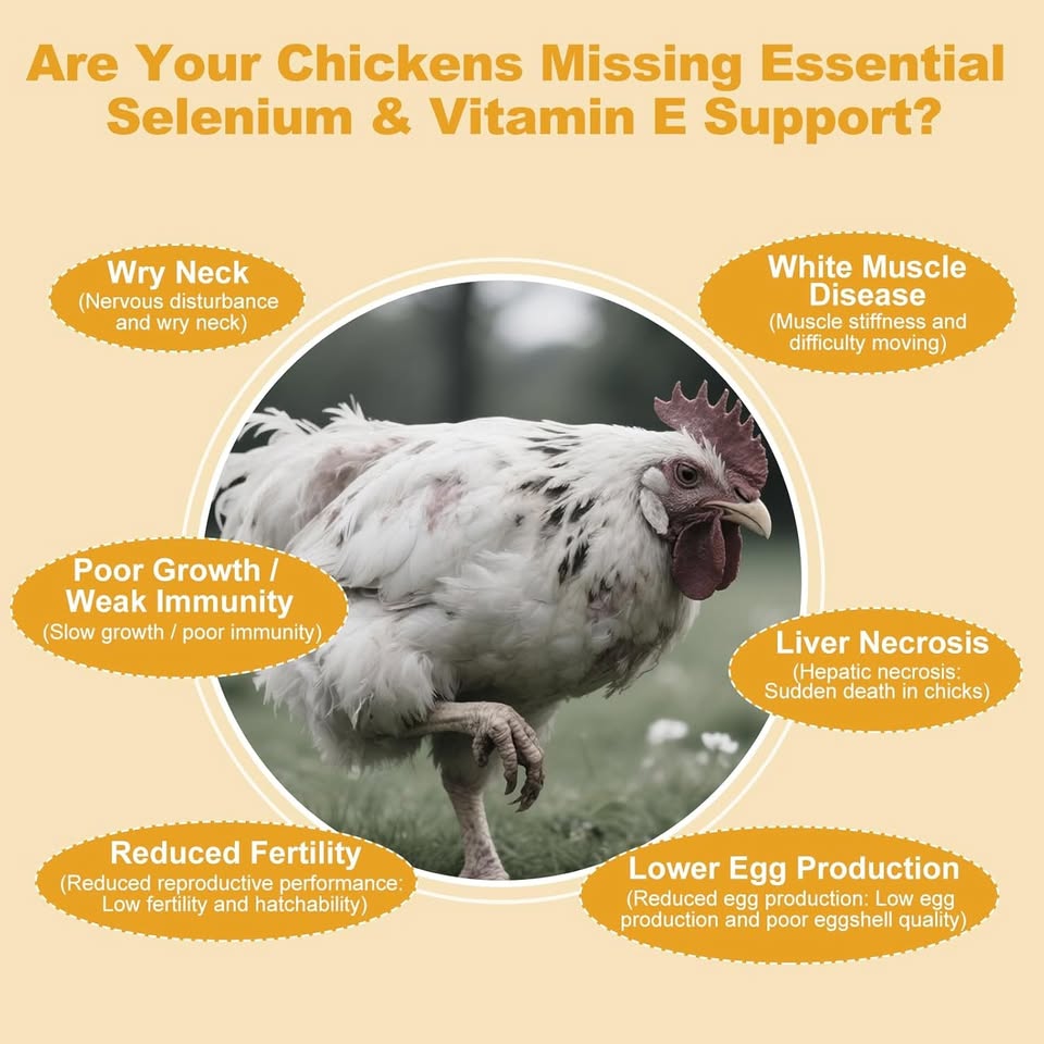 New~Selenium & Vitamin E Powder For Chickens, Supplement - photo 2