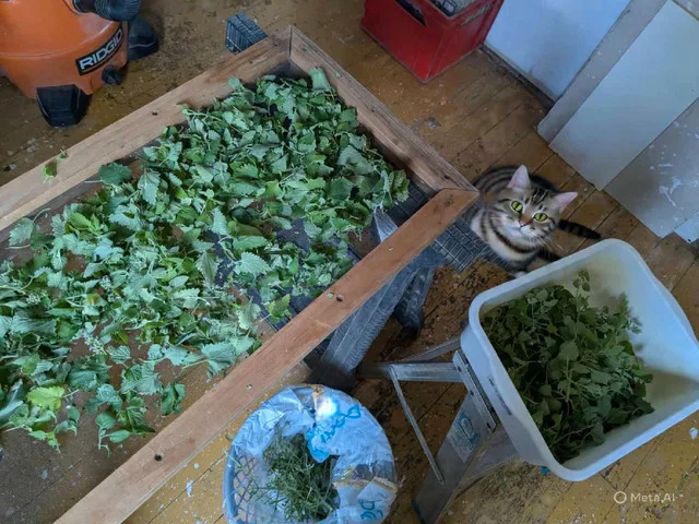 STRONG ORGANIC CATNIP! image indicator(2)