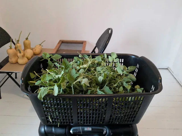 STRONG ORGANIC CATNIP! image indicator(3)