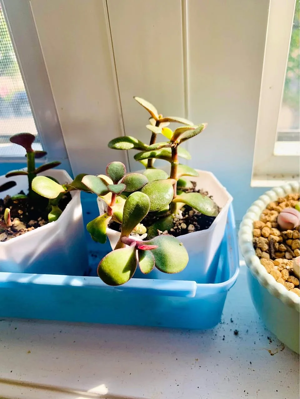 Jade plant thumbnail