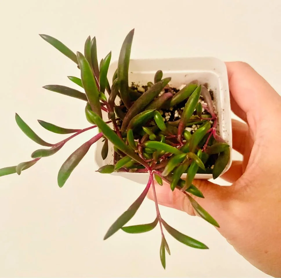 Ruby necklace succulent thumbnail