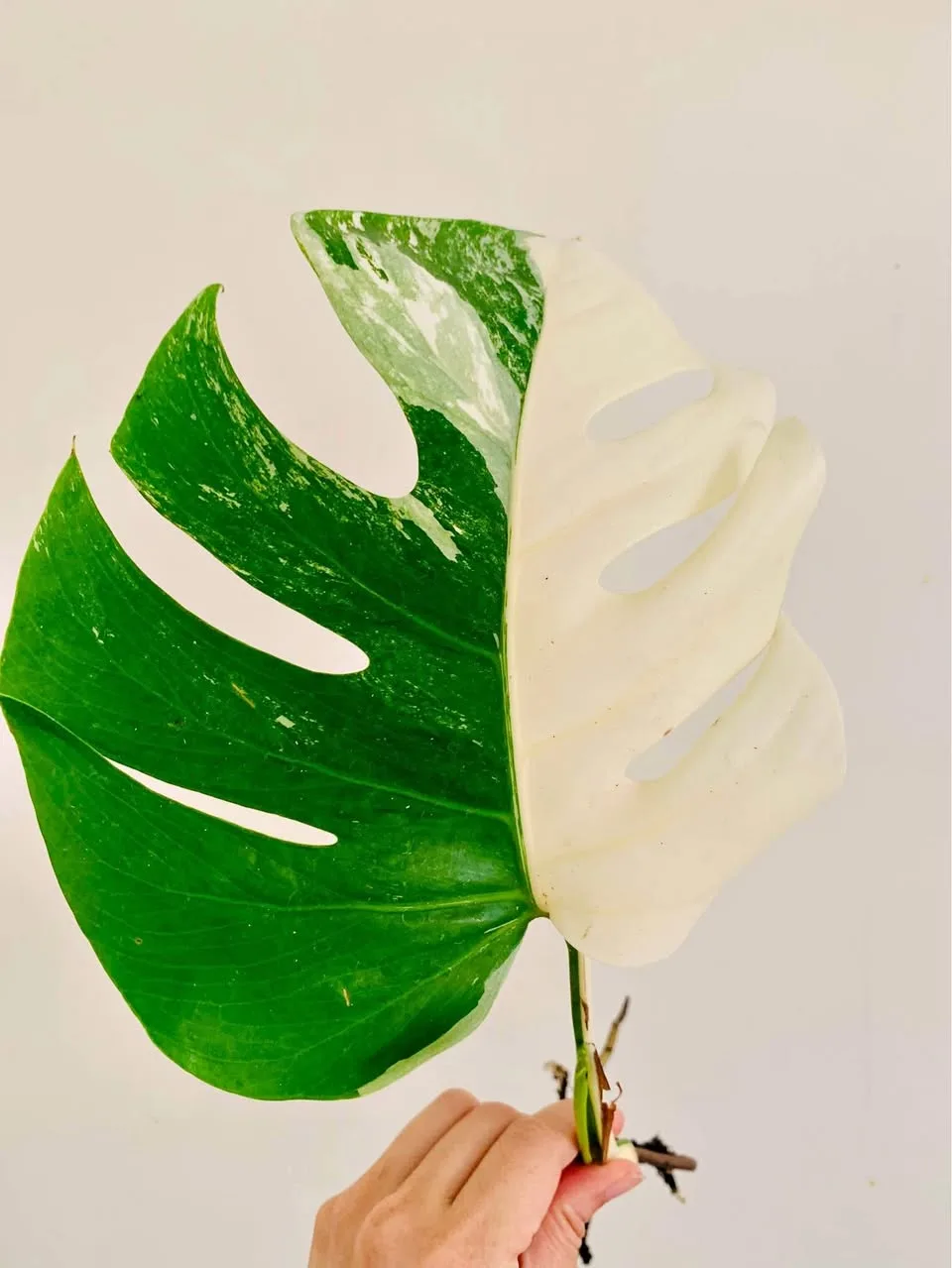 Monstera albo mid cut thumbnail