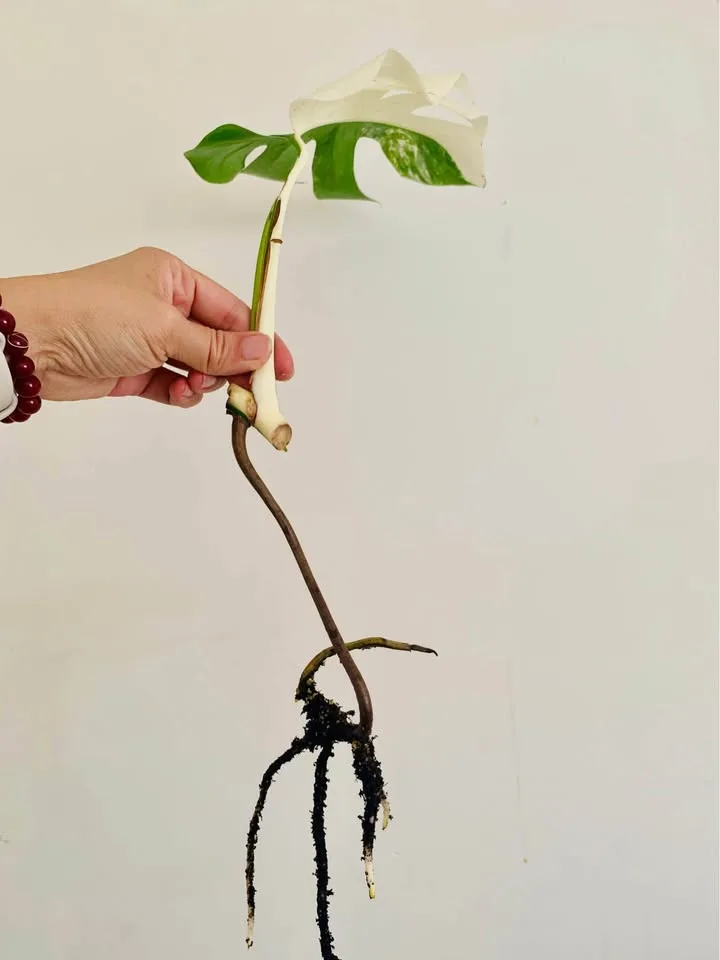 Monstera albo mid cut image indicator(2)