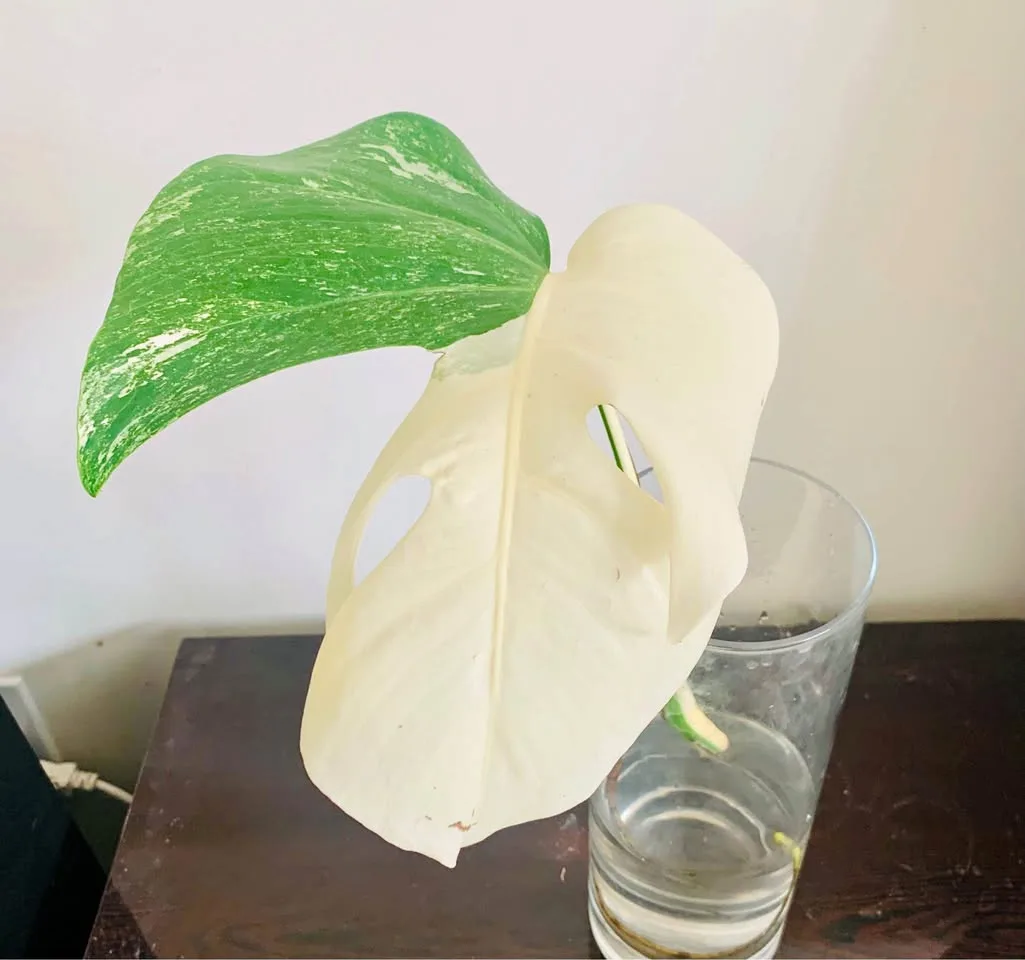 Monstera albo mid cut thumbnail