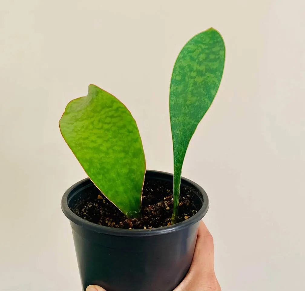 Whale fin snake plant thumbnail