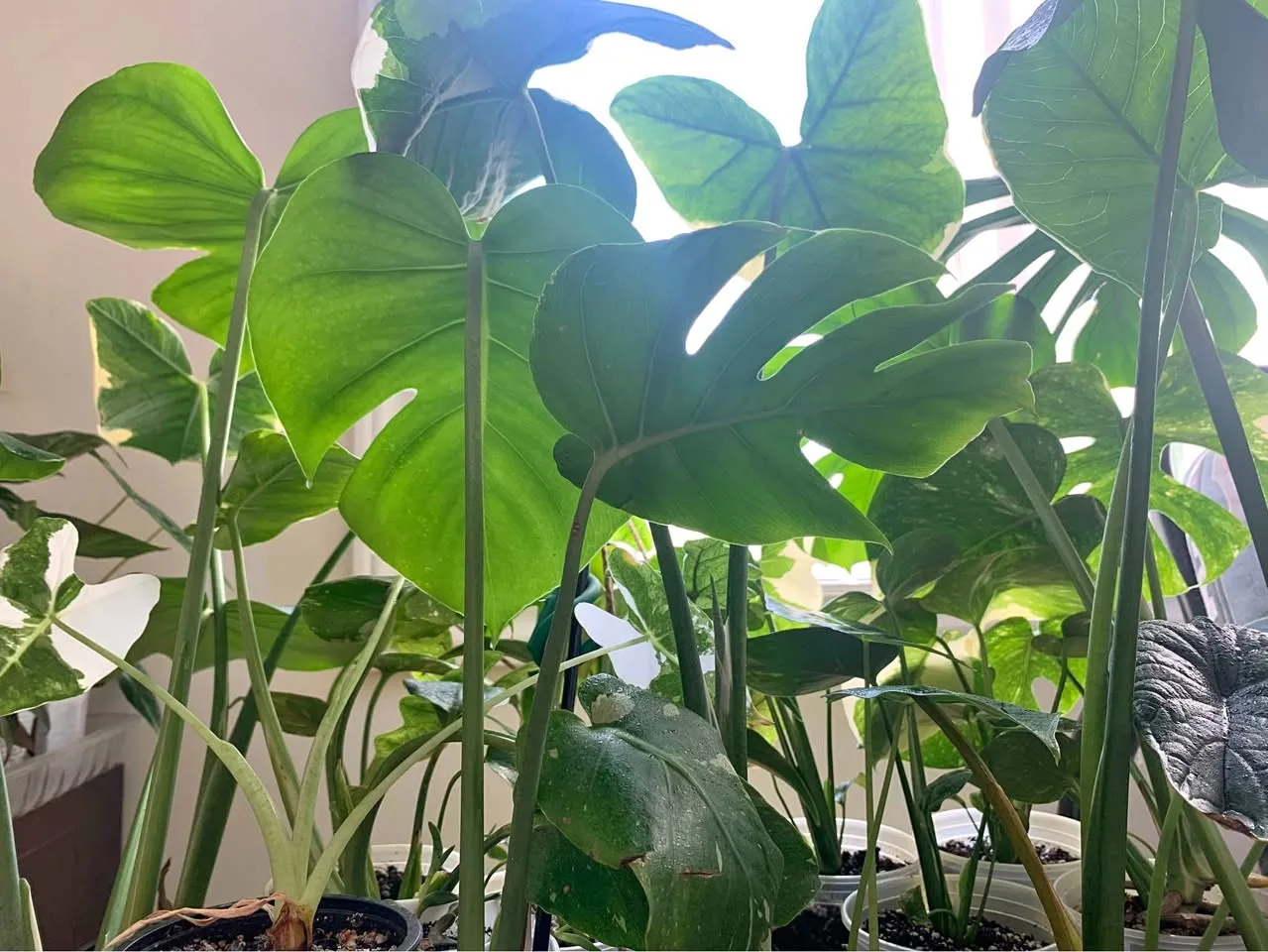 Monstera deliciosa(4” transparent pot) thumbnail