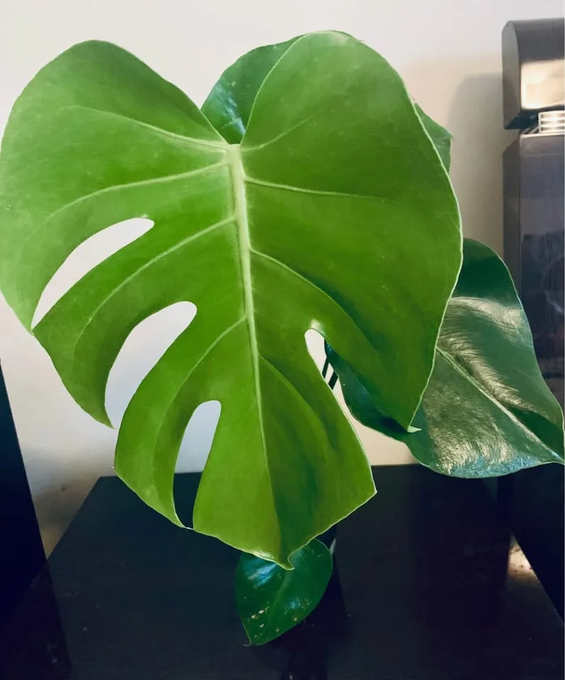 Monstera deliciosa(4” transparent pot) image indicator(2)