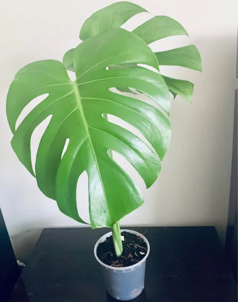 Monstera deliciosa(4” transparent pot) image indicator(3)