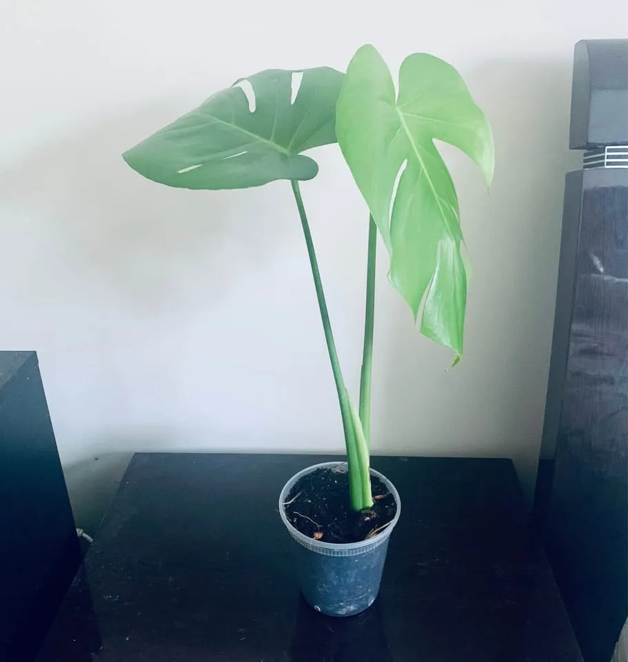 Monstera deliciosa(4” transparent pot) image indicator(4)