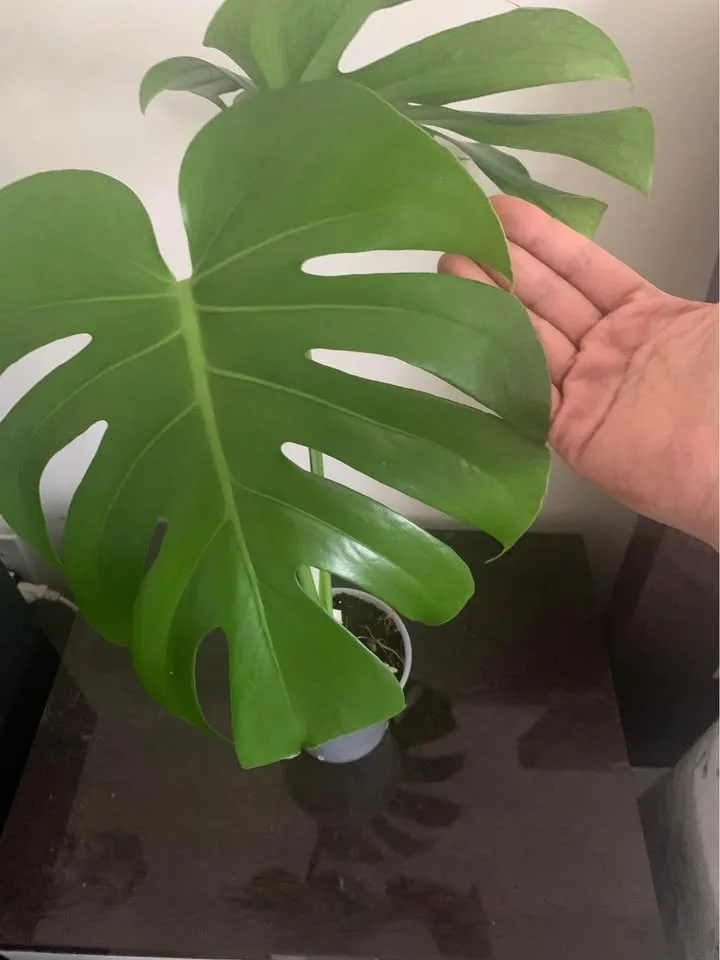 Monstera deliciosa(4” transparent pot) image indicator(5)