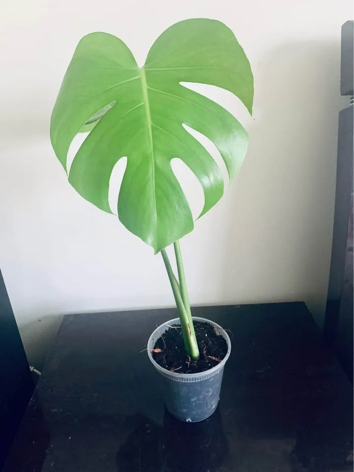 Monstera deliciosa(4” transparent pot) image indicator(6)