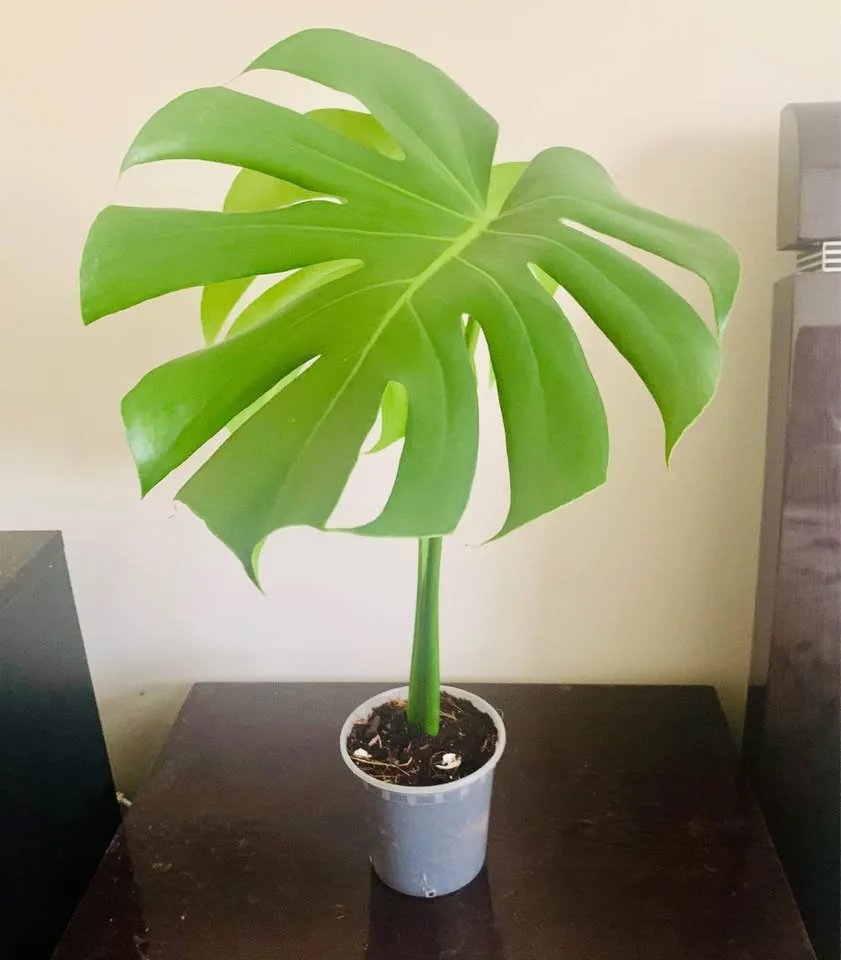 Monstera deliciosa(4” transparent pot) image indicator(7)