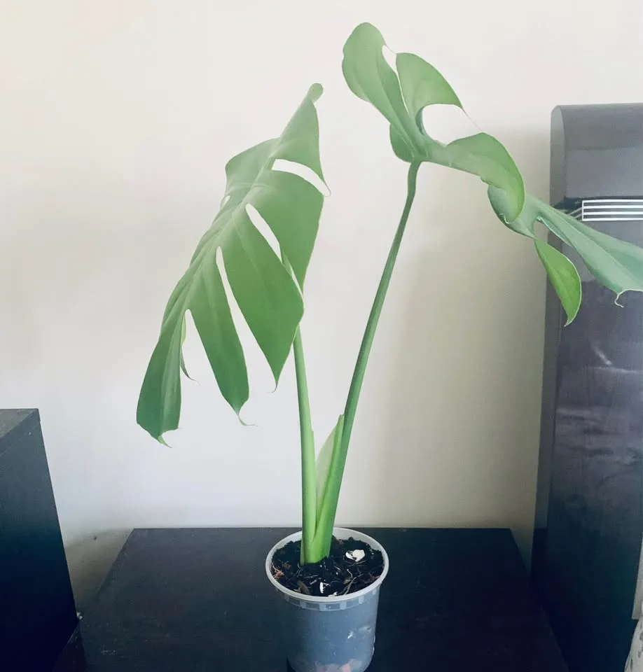 Monstera deliciosa(4” transparent pot) image indicator(8)