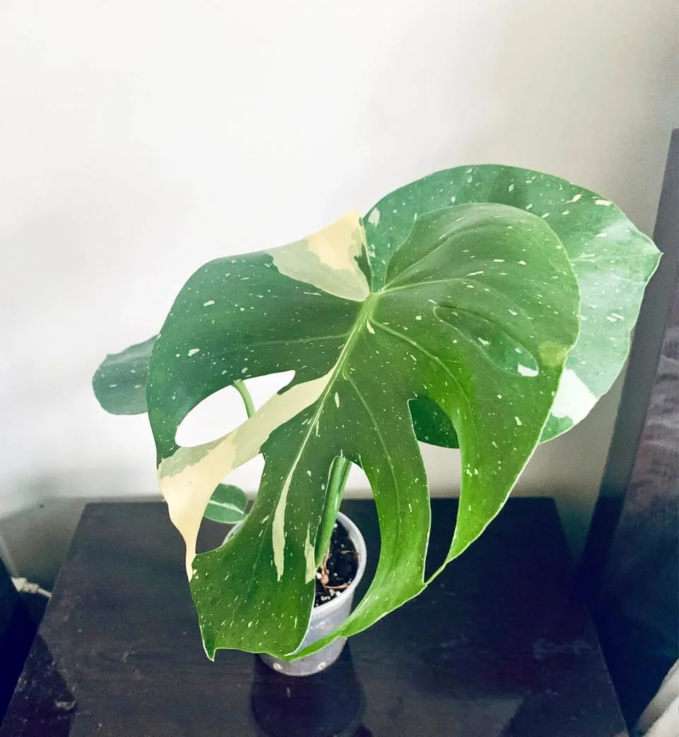 Monstera Thai constellation thumbnail