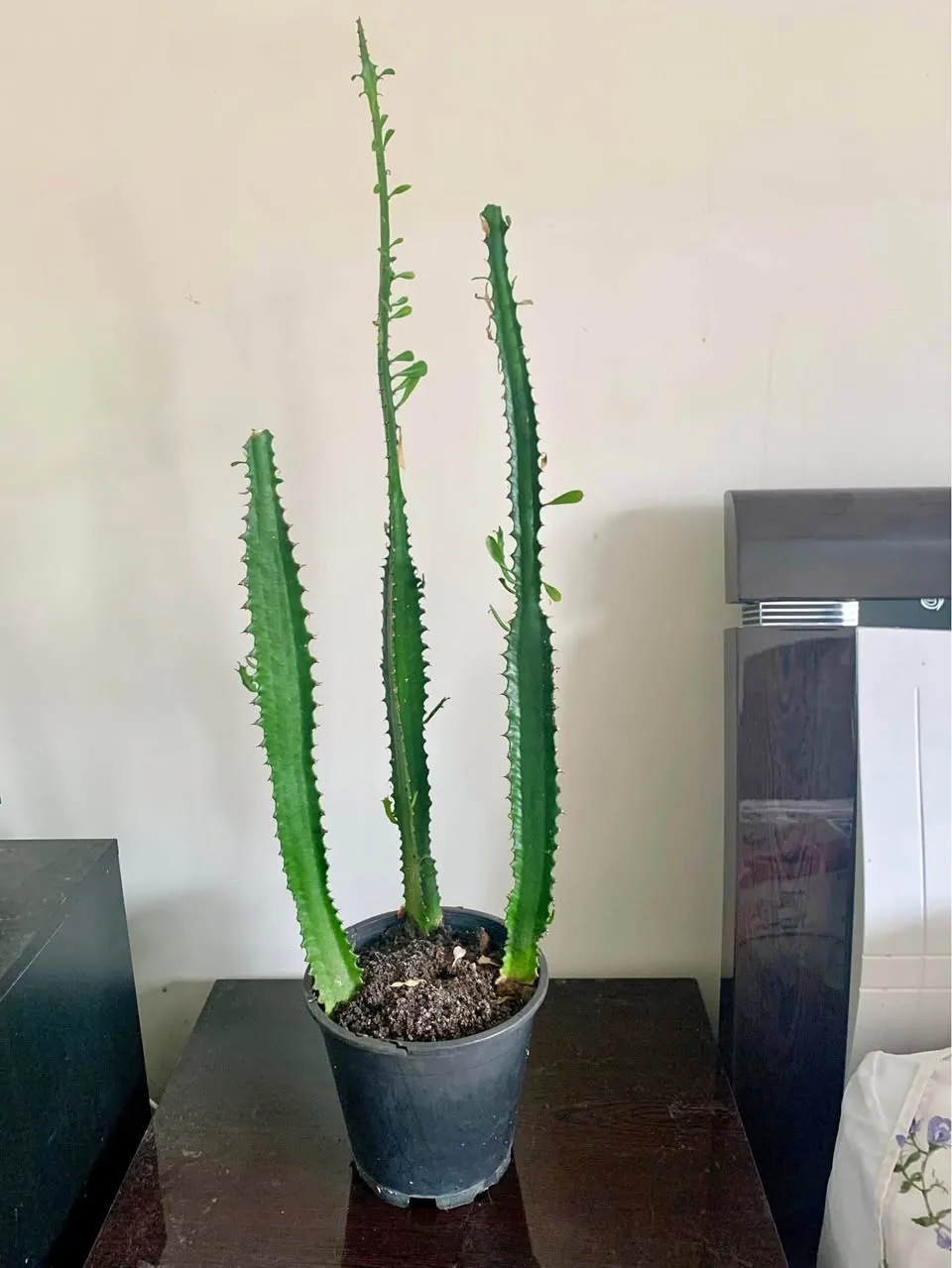 African milk tree-2 available thumbnail