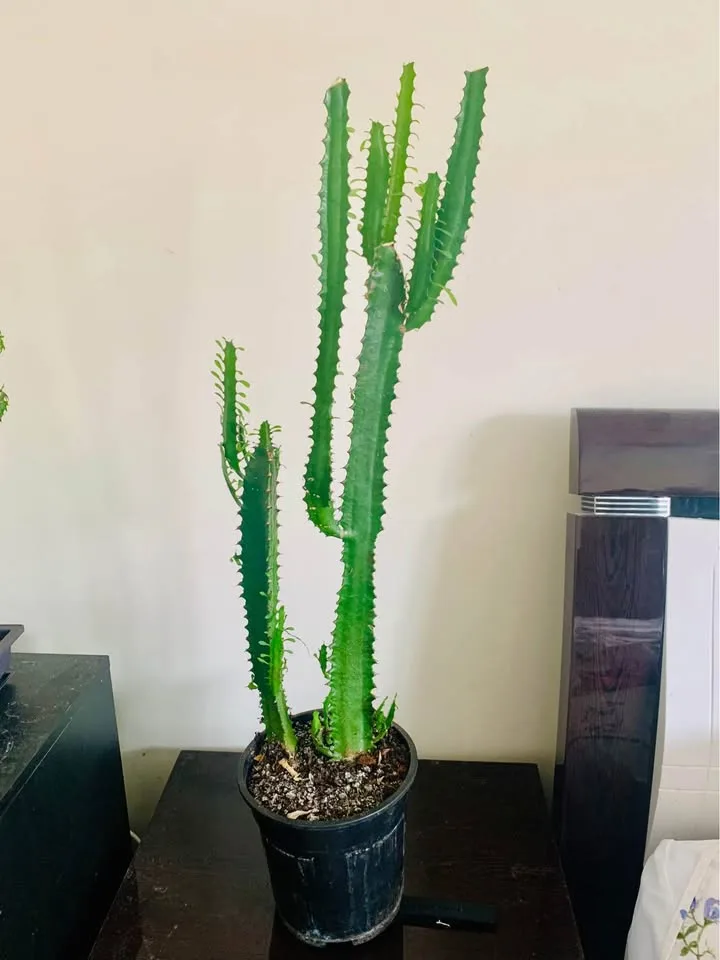 African milk tree-2 available image indicator(2)