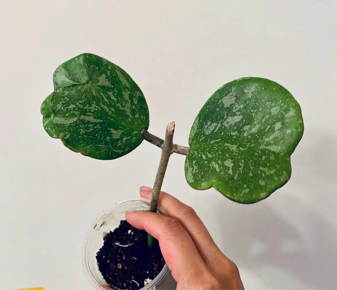 Hoya kerrii splash thumbnail