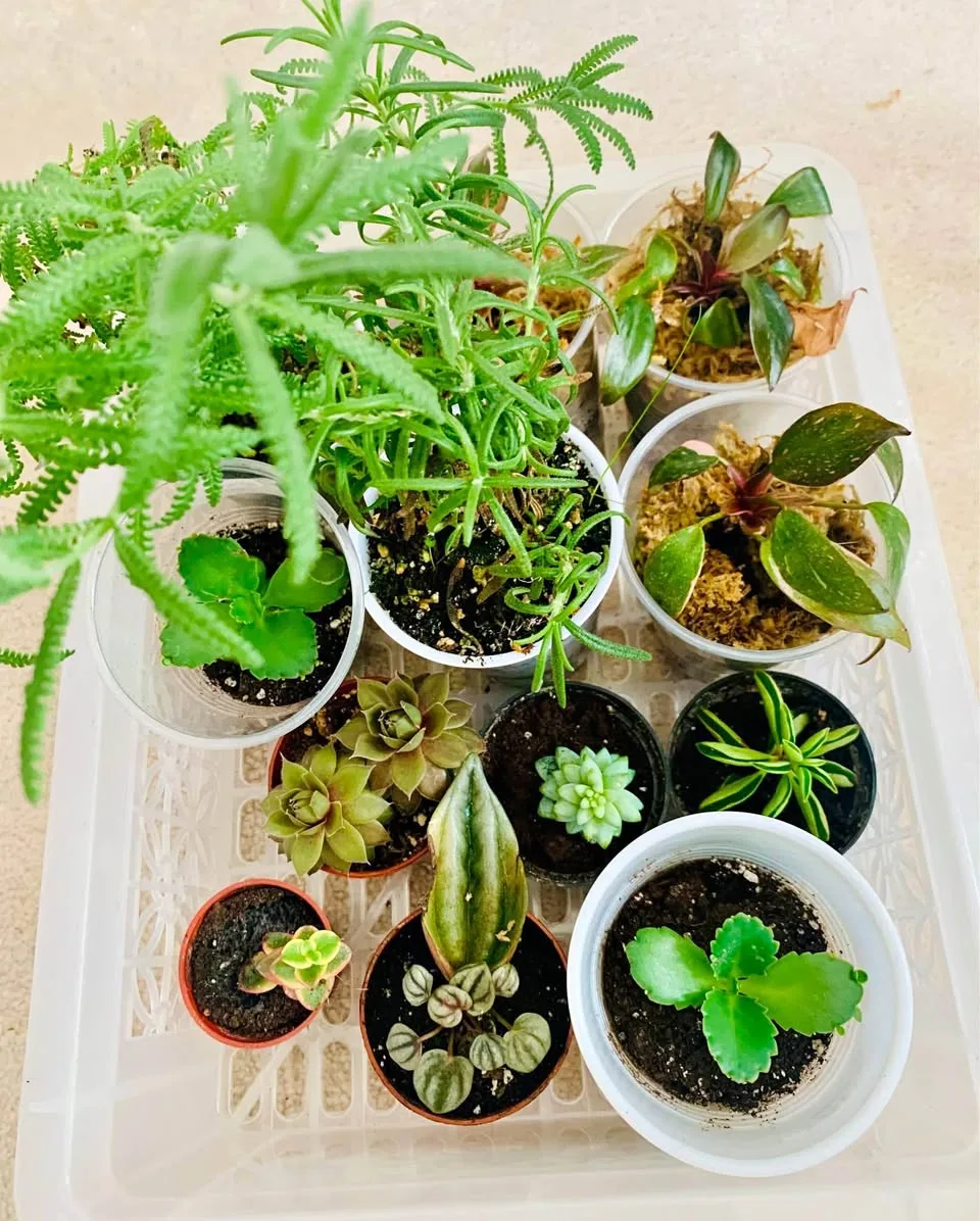 4 plants for $10 thumbnail