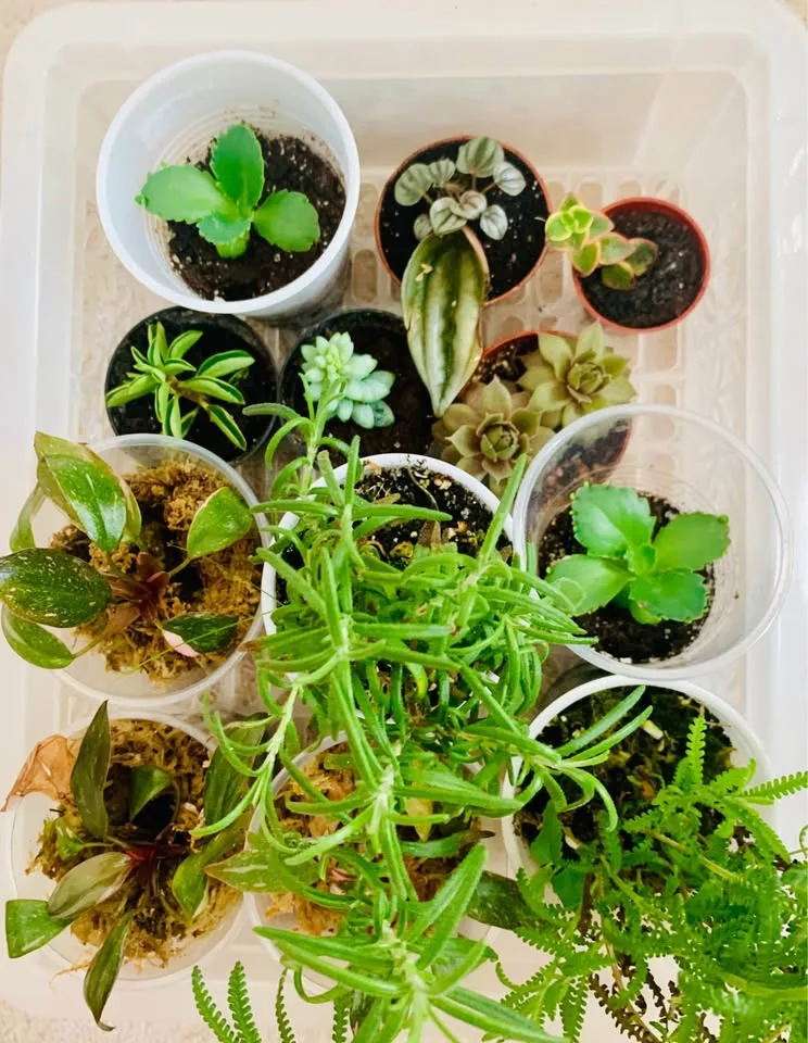 4 plants for $10 image indicator(2)