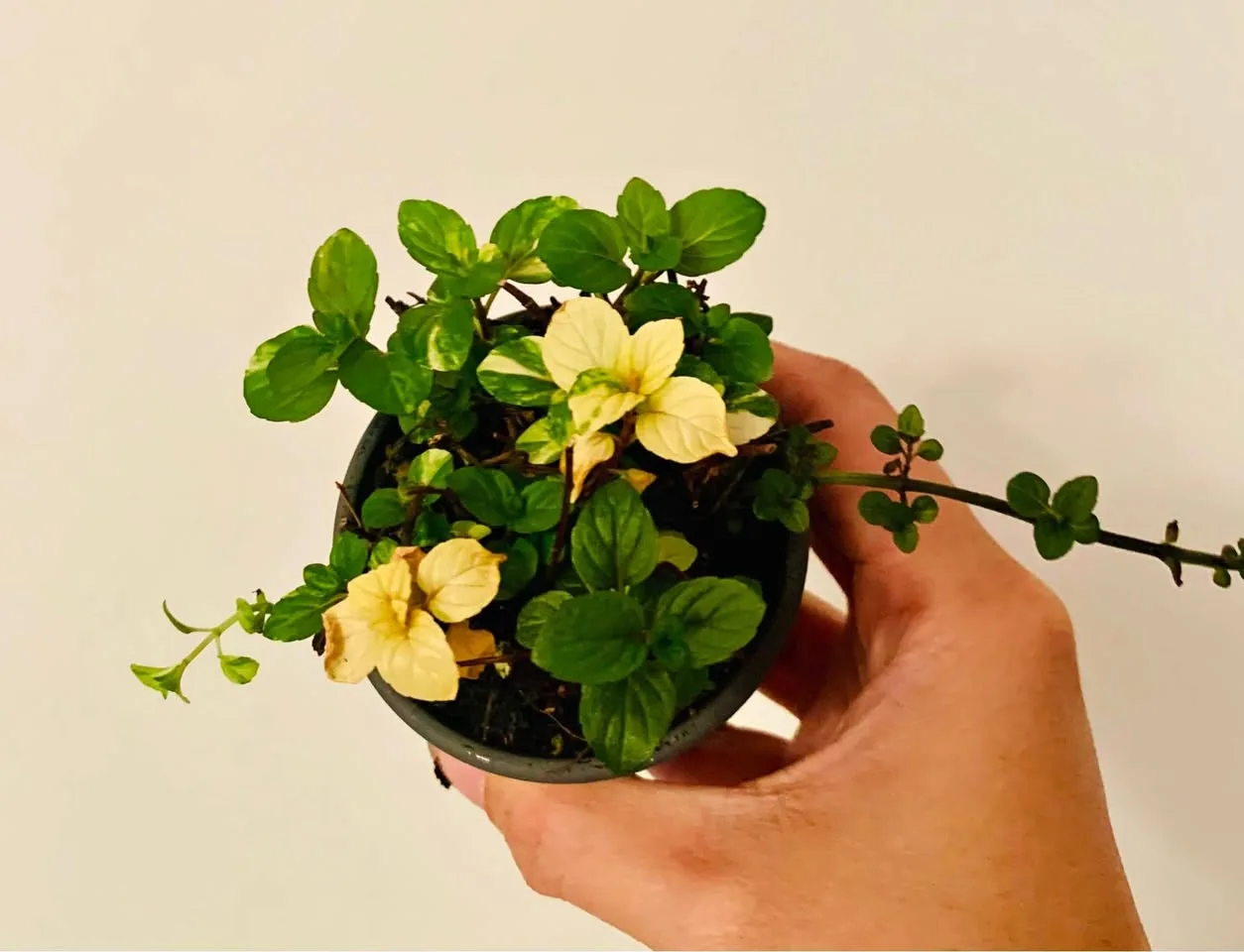 Variegated mint thumbnail