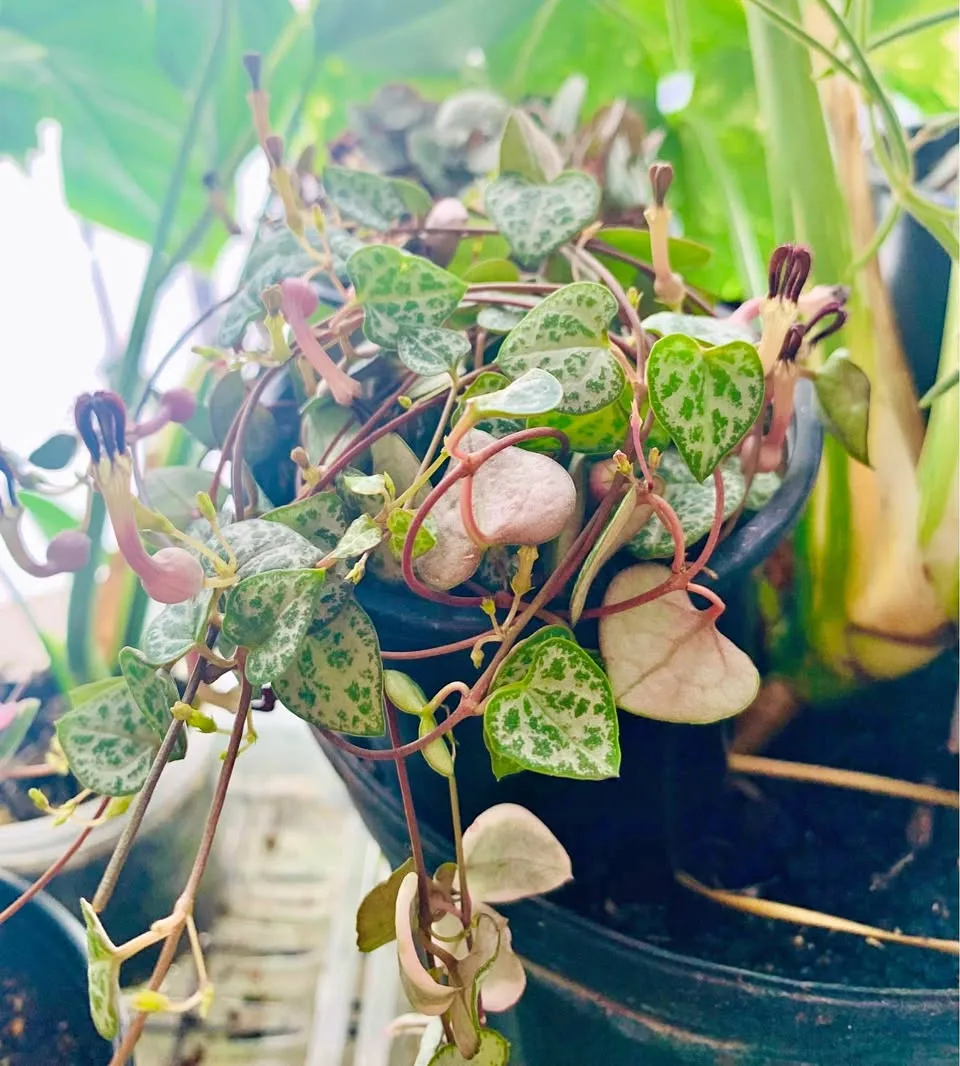 String of hearts w flowers thumbnail