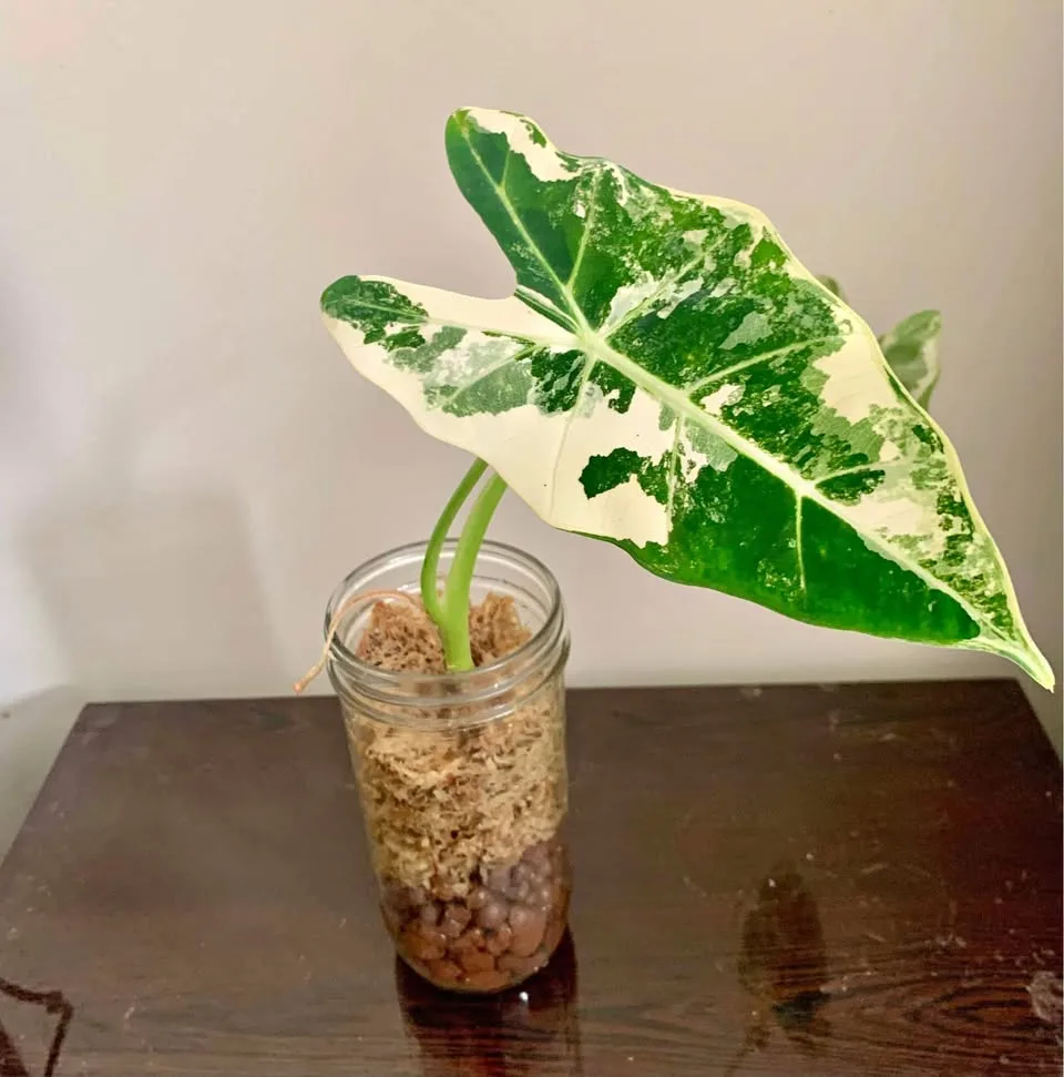 Alocasia frydek variegated thumbnail