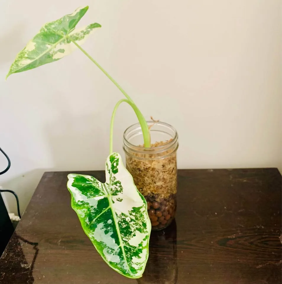 Alocasia frydek variegated image indicator(2)