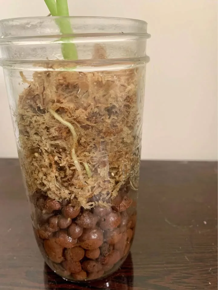 Alocasia frydek variegated image indicator(3)