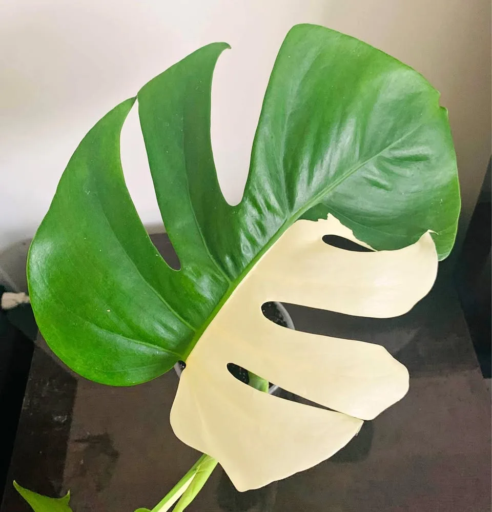 Monstera albo thumbnail