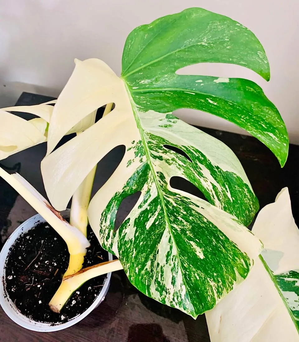 Monstera albo thumbnail