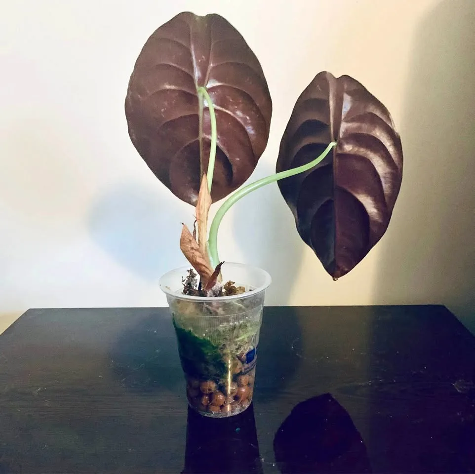 Alocasia cuprea thumbnail