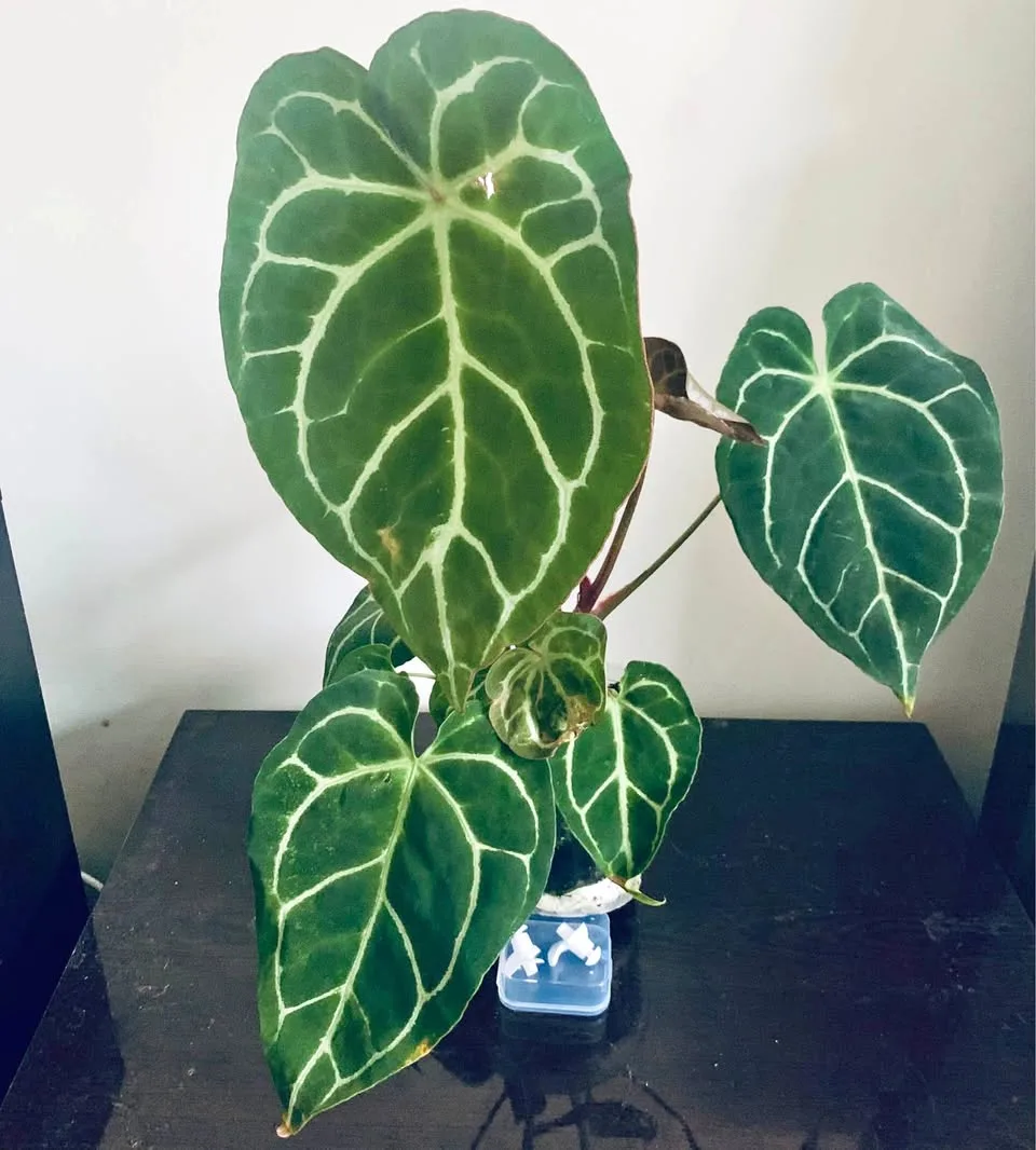 Anthurium crystallinum thumbnail