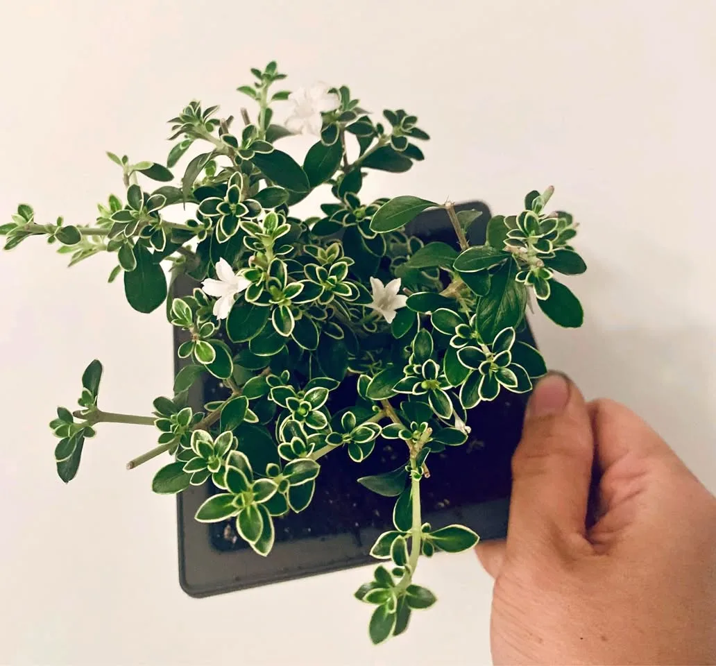 Bonsai w flowers thumbnail