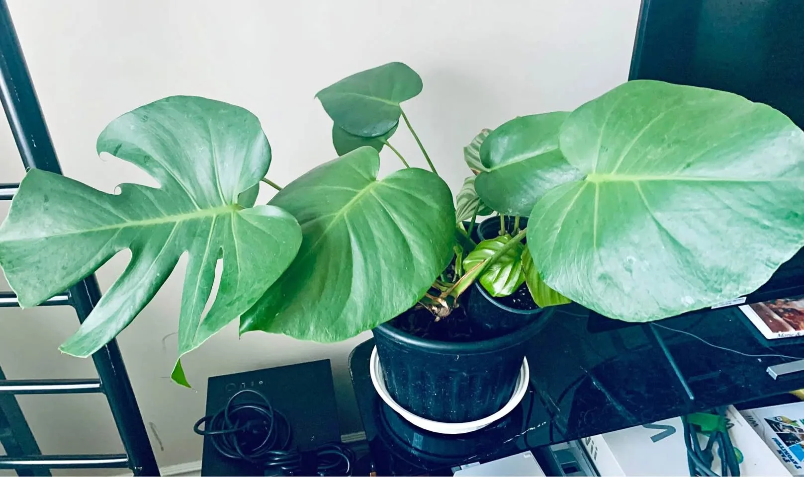 Monstera in 2 gallon pot thumbnail