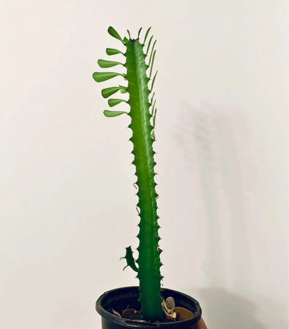 Euphorbia trigona green(African milk tree) thumbnail