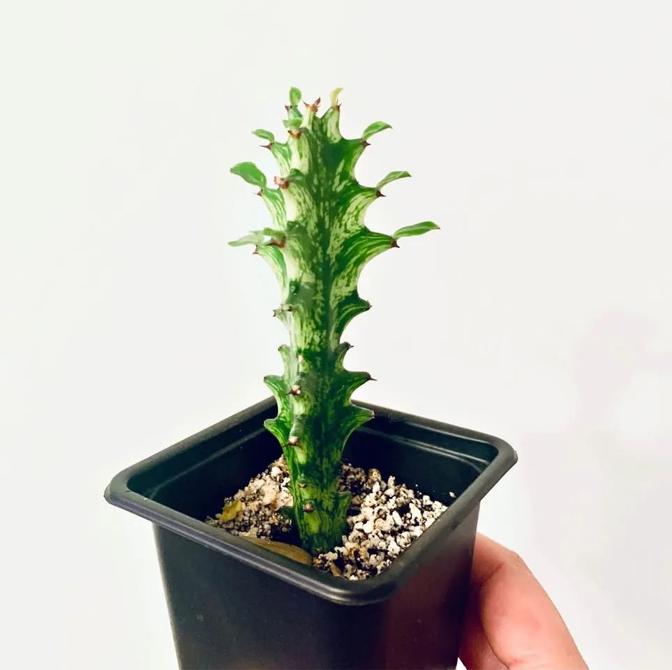 Euphorbia trigona mint thumbnail