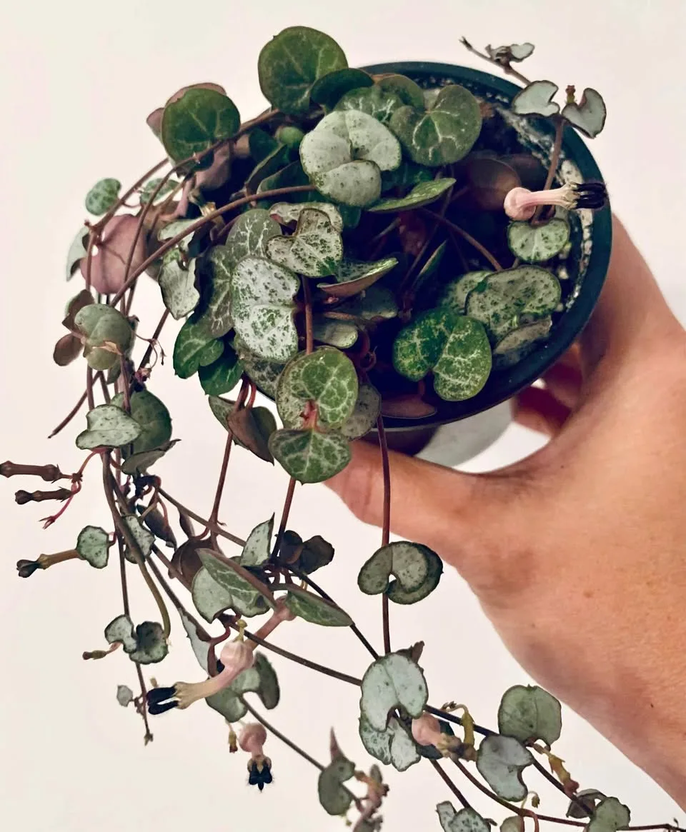 String of hearts silver glory thumbnail