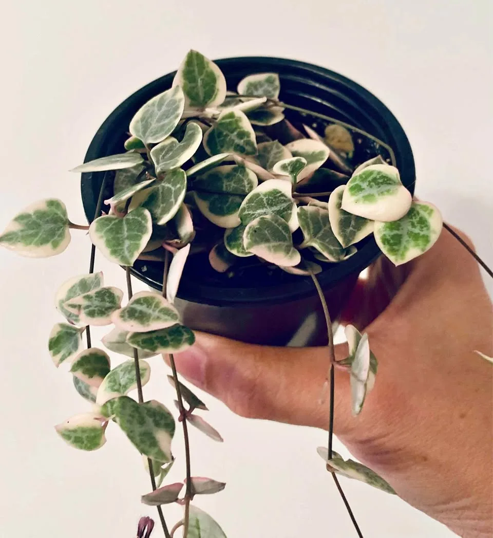String of hearts variegated thumbnail