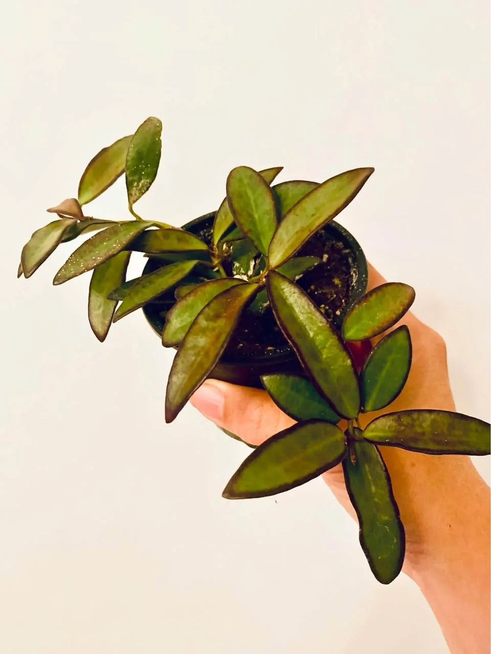 Hoya Rosita thumbnail