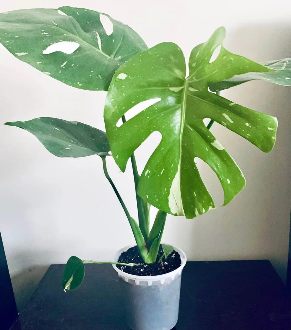 Monstera Thai constellation thumbnail